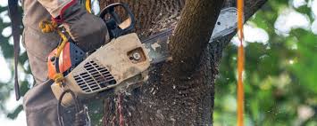 How Our Tree Care Process Works  in  Clearwater, SC